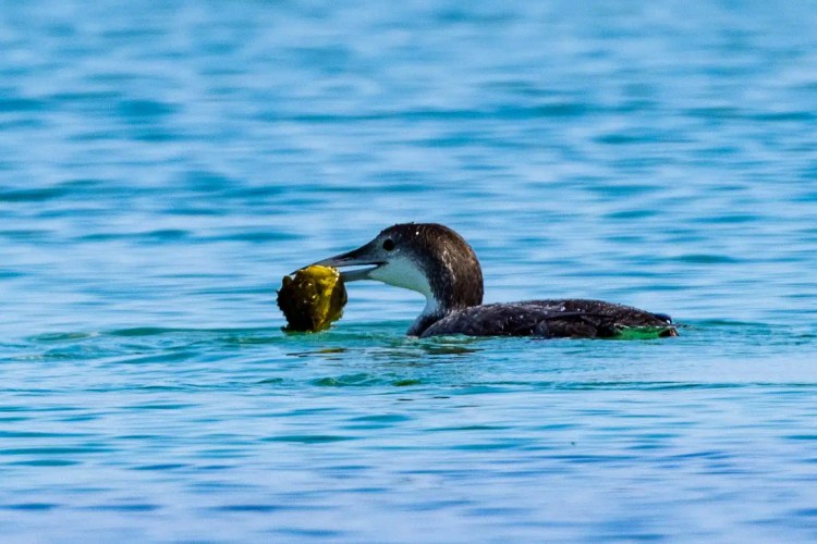 Red-throated diver swimming with seaweed in its beak, Shetland wildlife.