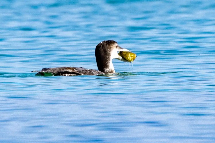 Red-throated diver with a fish in its beak, North Isles Shetland wildlife.