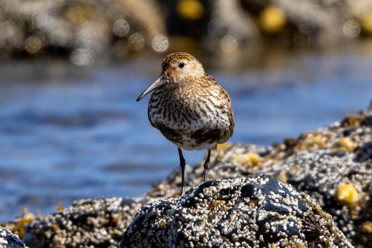 Dunlin bird standing on a rock near the water in Shetland, North Isles wildlife.