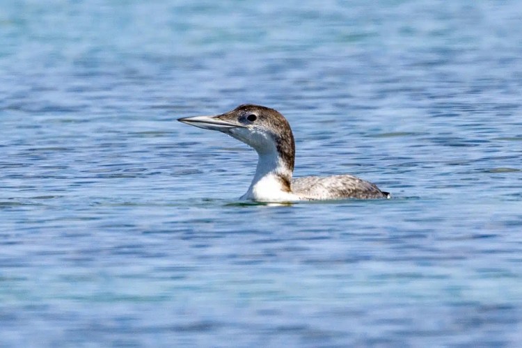 Non-breeding plumage of a Great Northern Diver swimming, Shetland wildlife.