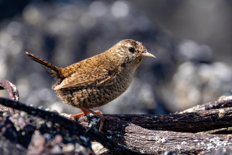 Shetland Wren perched on a branch in the North Isles.