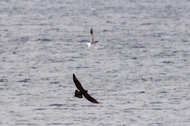 Arctic tern flying above a dark bird of prey over the sea in the Shetland North Isles.