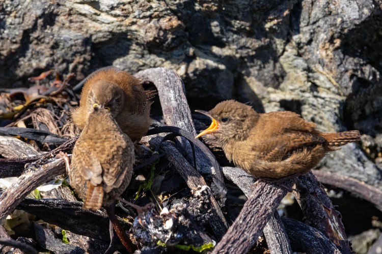 Three Shetland Wren chicks amid driftwood and rocks, begging for food. North Isles wildlife.