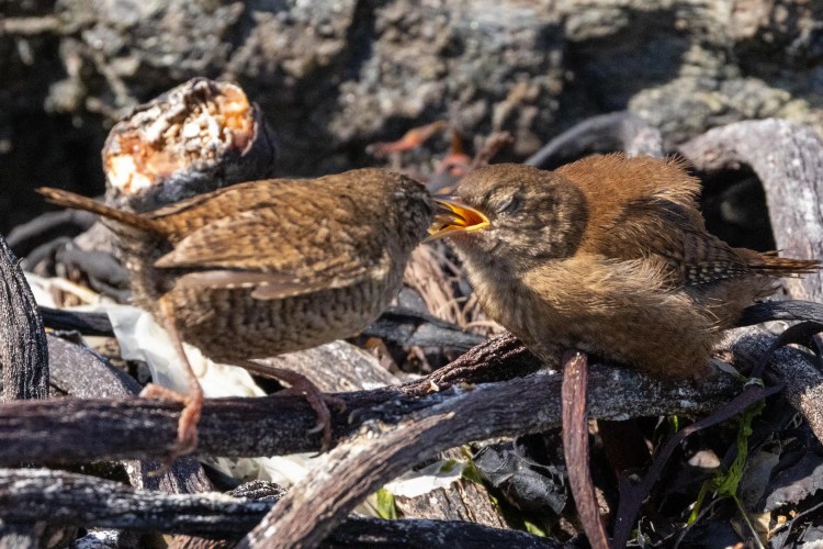 Wren feeding its chick among seaweed in Shetland, North Isles