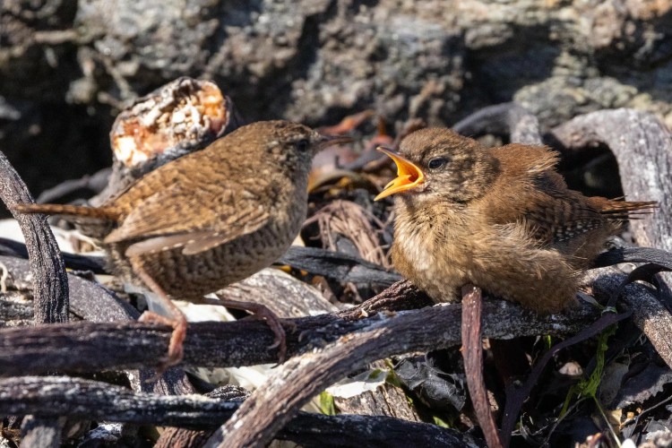 Eurasian wren feeding its chick, Shetland wildlife.