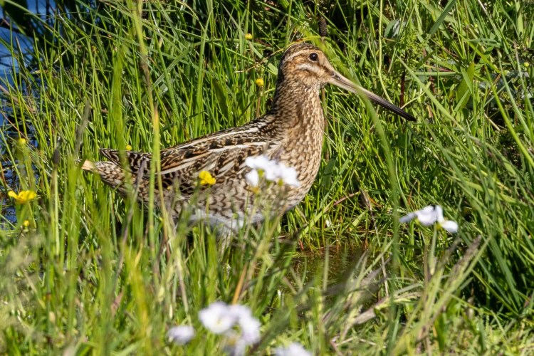Snipe in Shetland Islands' tall grass, camouflaged near water. North Isles wildlife.