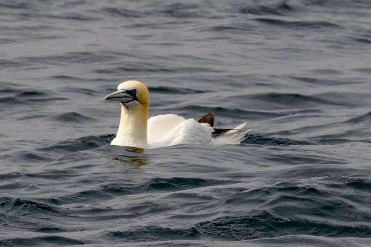 Gannet swimming in the sea, Shetland wildlife.