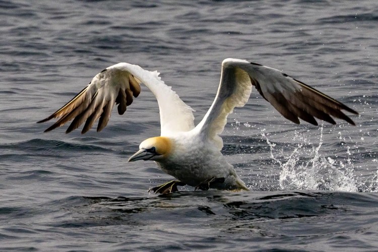 Gannet landing on the water in Shetland, wings spread