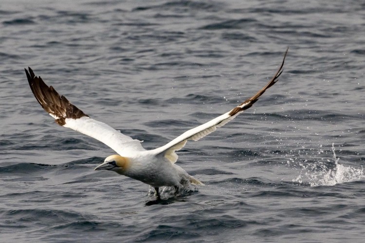 Gannet taking flight from the water in Shetland.