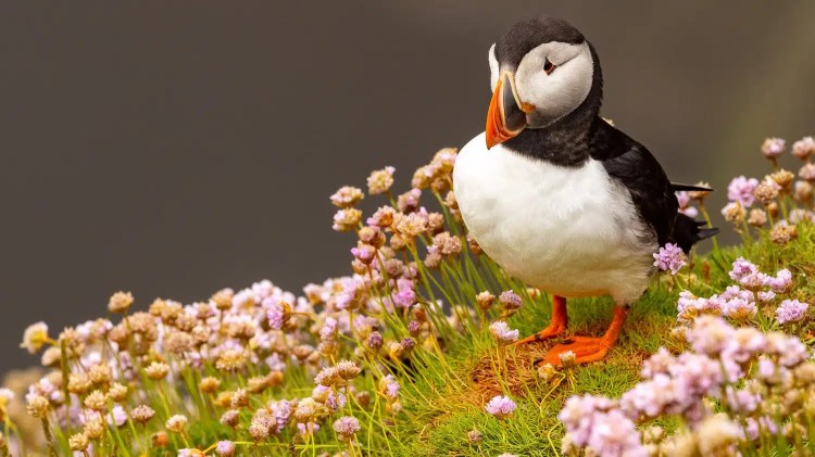Atlantic puffin with bright beak standing among pink sea thrift flowers in Shetland wildlife scene.