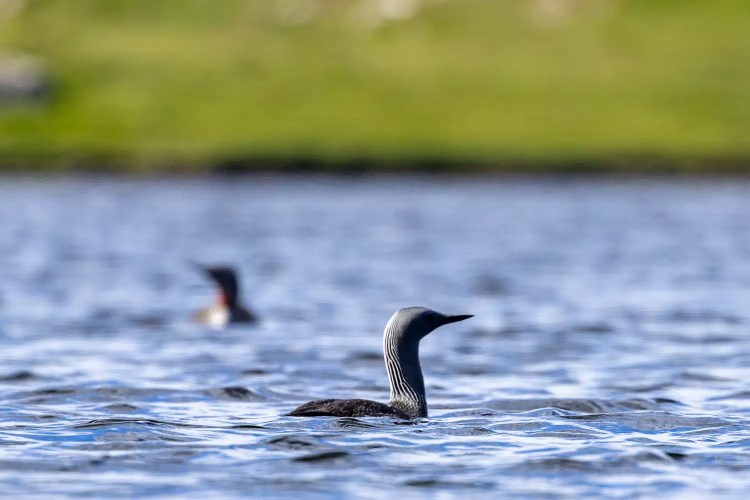 Black-throated diver swimming in Shetland waters, another diver blurred in the background.