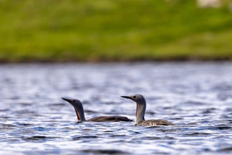 Two red-throated divers swimming in the water; Shetland wildlife.