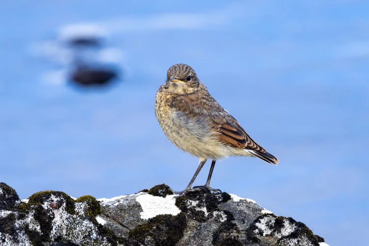 Young bird perched on a mossy rock in Shetland. Mainland & Mousa wildlife.