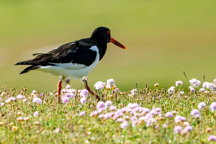 Oystercatcher bird in a field of pink sea thrift flowers in Shetland wildlife habitat.
