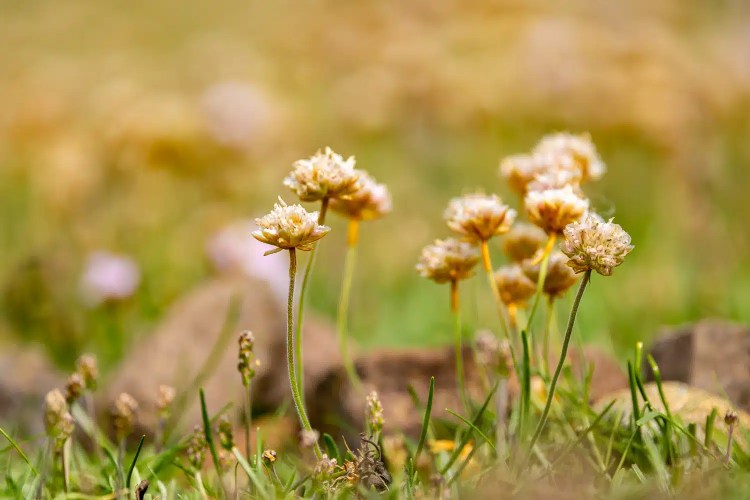 Shetland wildlife: Close-up of delicate sea thrift flowers in a grassy field.