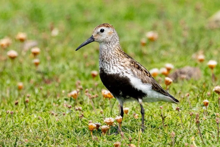 Dunlin in Shetland, showcasing its mottled plumage. Part of the Mainland & Mousa wildlife series.