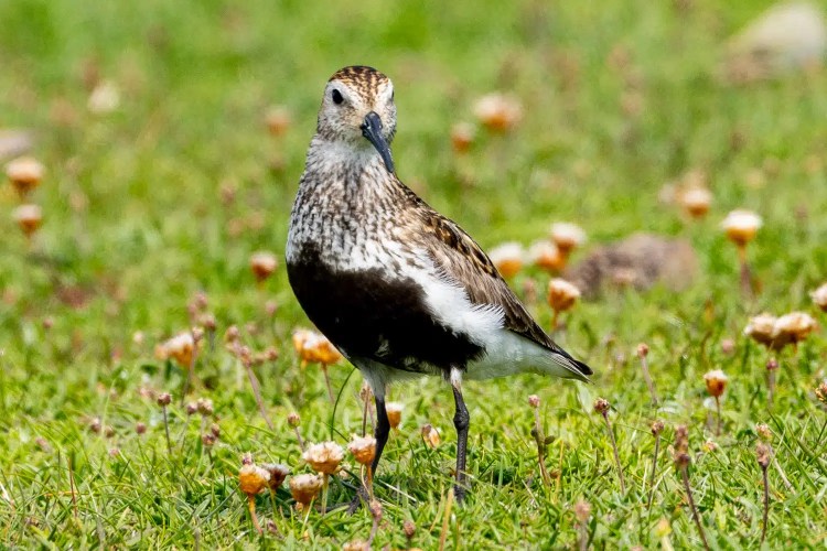 European Golden Plover in Shetland. Brown and white bird standing in green grass.