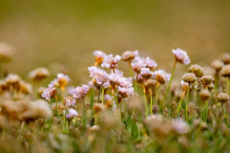 Pink sea thrift flowers in a Shetland meadow, part of the Mainland & Mousa wildlife series.