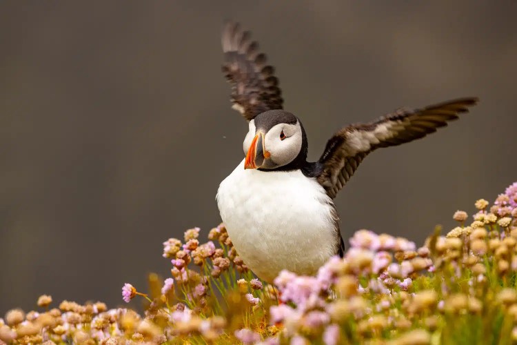 Puffin with outstretched wings standing among pink flowers in Shetland.