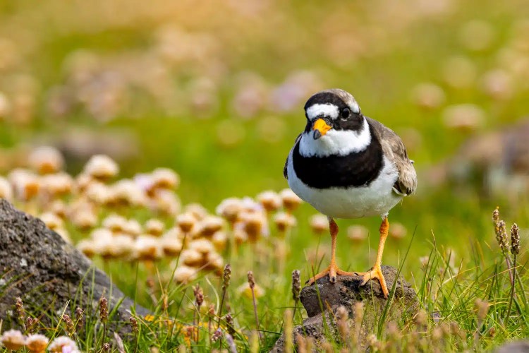 Shetland wildlife: Ringed Plover bird standing on a rock in a grassy field.