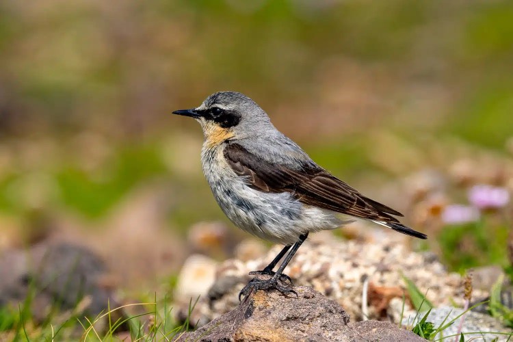 Northern Wheatear bird perched on a rock in Shetland. Mainland & Mousa wildlife.