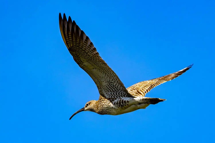 Curlew in flight against a clear blue sky, showcasing Shetland wildlife.