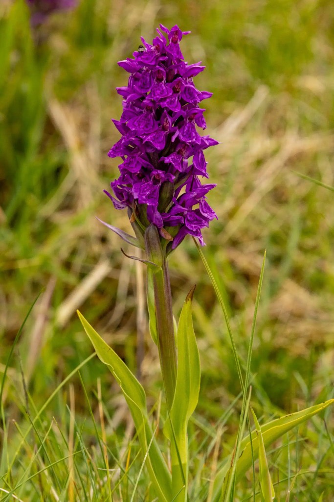 Purple orchid flower in Shetland grassland, part of the Mainland & Mousa wildlife series.