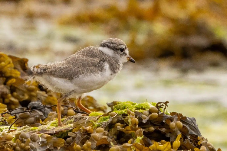 Shetland wildlife: A young ringed plover chick stands on seaweed.