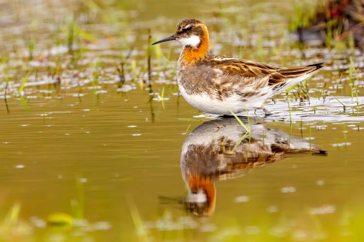 Red-necked phalarope in shallow water, reflected. Shetland wildlife.
