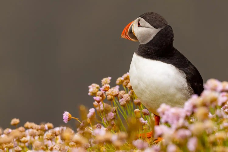 Puffin standing among pink sea thrift flowers in Shetland.