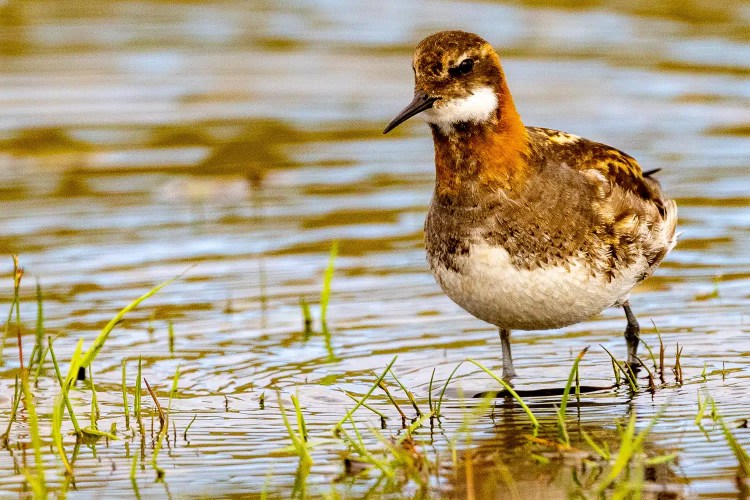 Red-necked phalarope wading in shallow water, Shetland wildlife.