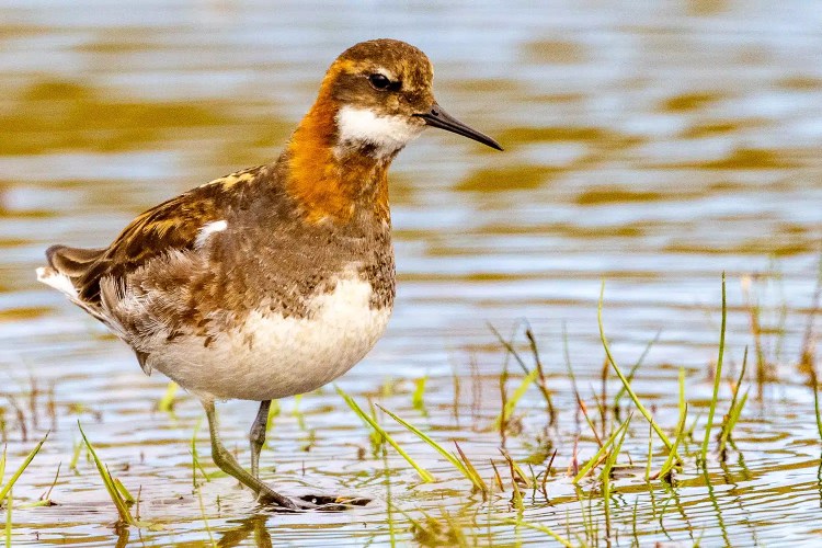Red-necked phalarope wading in shallow water, Shetland wildlife.
