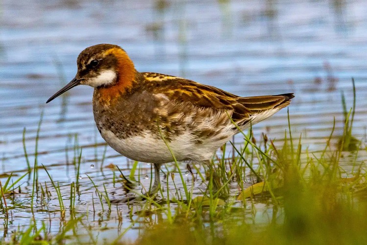 Red-necked phalarope wading in shallow water on Shetland, part of Shetland wildlife.