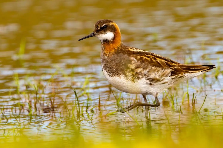Red-necked Phalarope wading in water, Shetland wildlife.