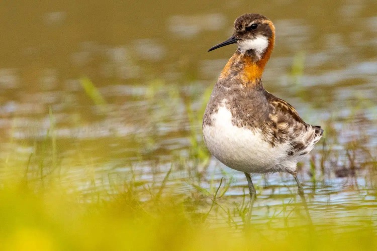 Red-necked Phalarope in Shetland, with brown, white, and orange plumage, standing in shallow water.