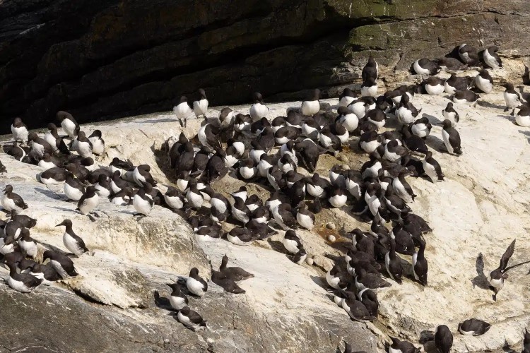 Guillemots nesting on a rocky cliff face in Shetland.