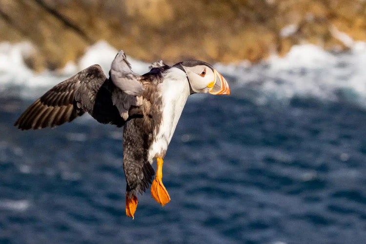 Puffin in flight over the Shetland Islands, wings spread, orange feet dangling.