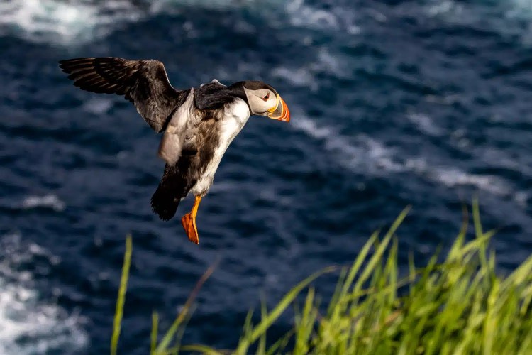 Puffin in flight near Shetland cliffs, wings spread.