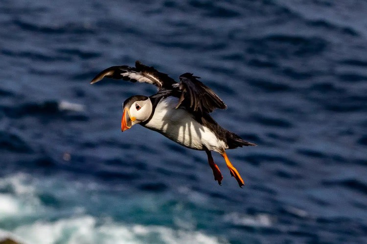 Puffin in flight over the ocean, Shetland wildlife.