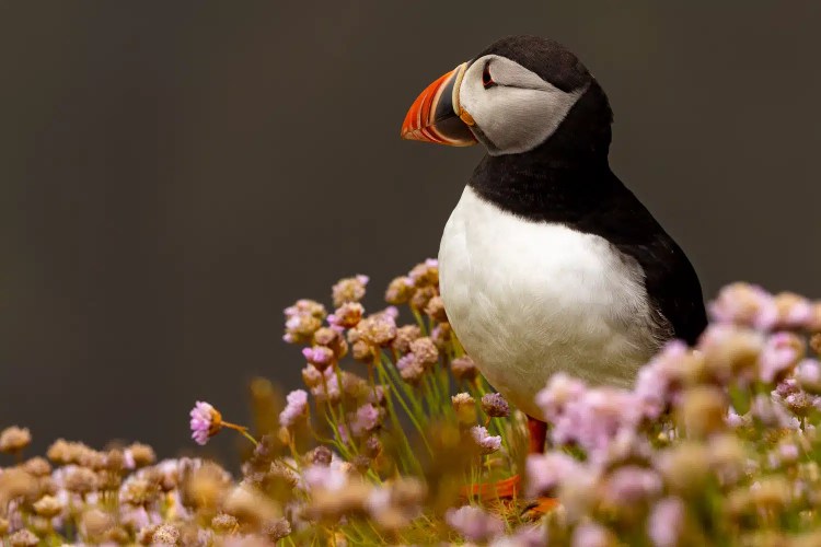 Puffin in Shetland Islands among pink sea thrift flowers. Mainland & Mousa wildlife.