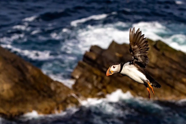 Puffin in flight near the Shetland coast, Mousa Isle in the background