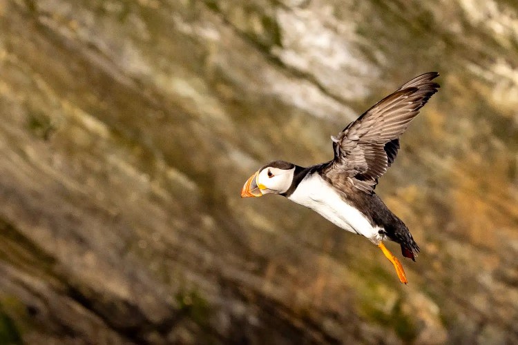 Puffin in flight near a cliff face, Shetland wildlife.