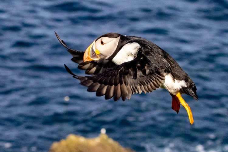 Puffin in flight over the Shetland Islands' coastline.