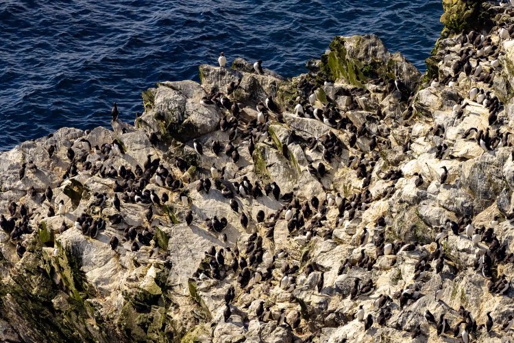 Shetland wildlife: Guillemots nesting on a rocky cliff face near the sea.
