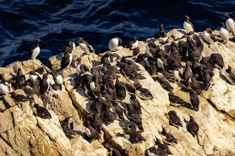Guillemots nesting on a rocky cliff in Shetland, part of the Shetland wildlife.