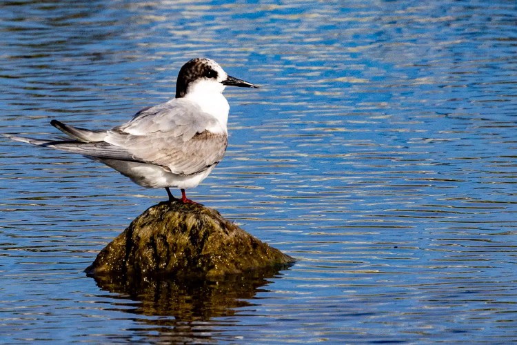 Shetland wildlife: Arctic tern perched on a rock in the water.