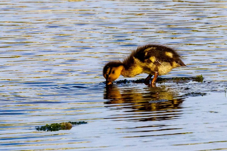 Duckling drinks from water on Shetland. Mainland & Mousa wildlife.
