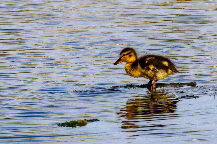 Mallard duckling standing on a rock in the water, Shetland wildlife