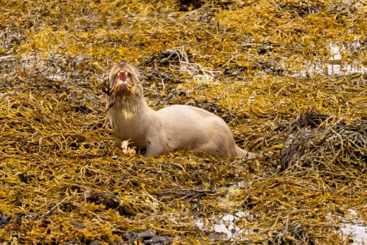 Shetland otter yawning in seaweed. Mainland & Mousa wildlife.