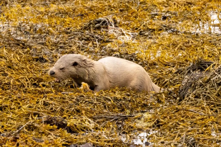 Shetland otter foraging in seaweed on the shore.